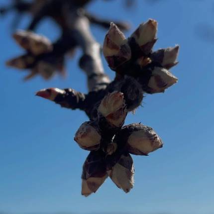 Adopción de almendro – Modalidad Fruto
