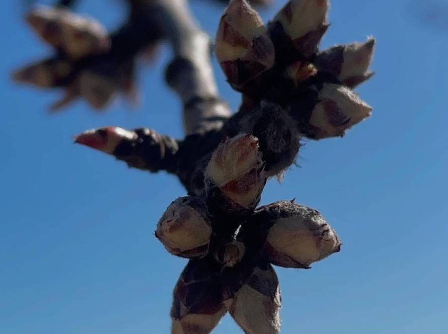 Adopción de almendro – Modalidad Fruto