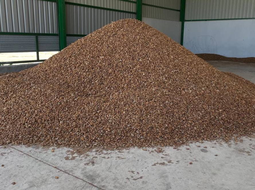 Almendra natural con cáscara – 5 kg