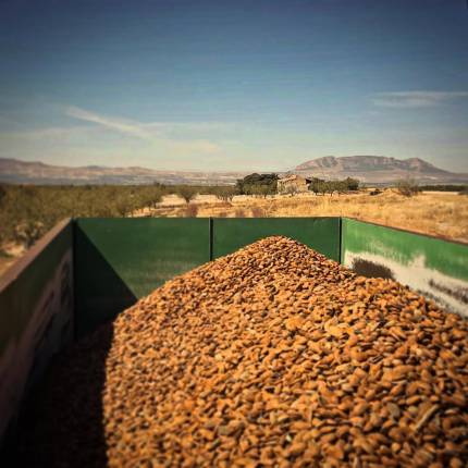 Almendra natural con cáscara – 1 kg