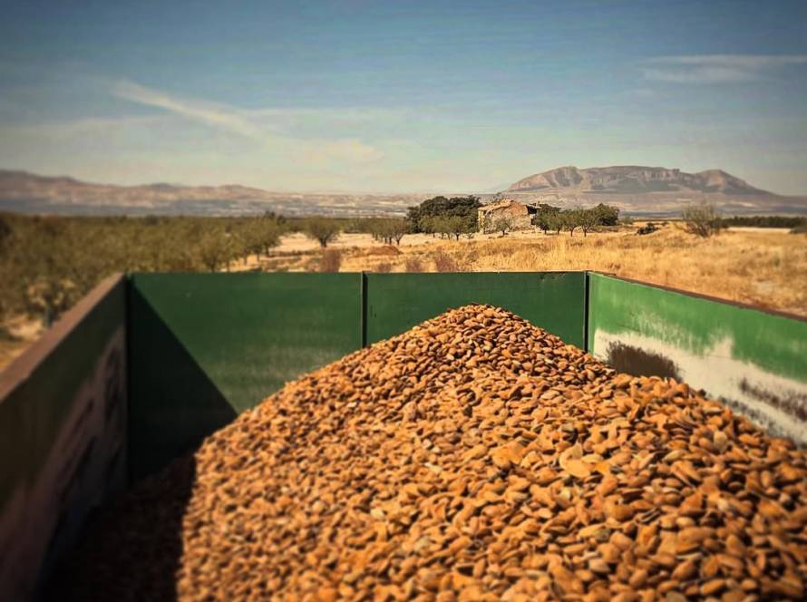 Almendra natural con cáscara – 1 kg